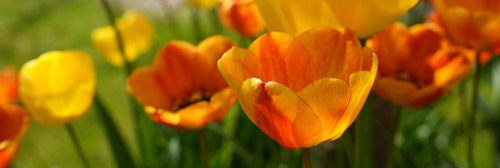 sommer_tulips